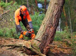 How Our Tree Care Process Works  in Penhook, VA